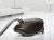 Пылесос Miele SGDA3 коричневый гавана